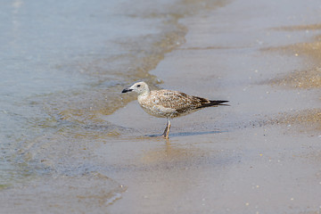 Image showing Seagull