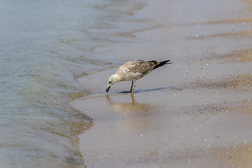 Image showing Seagull