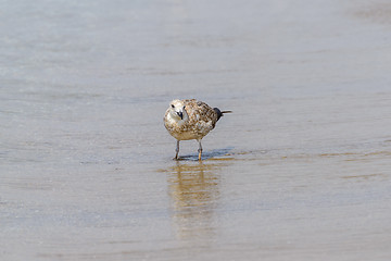 Image showing Seagull