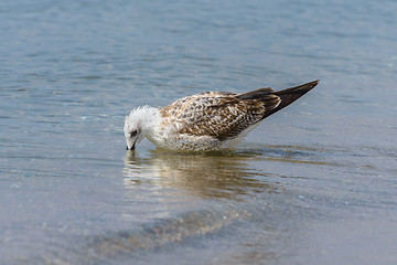 Image showing Seagull in the sea