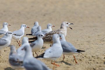 Image showing Seagulls