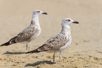 Image showing Two seagull