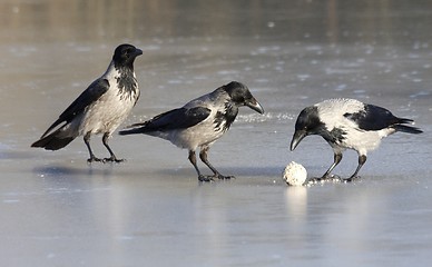 Image showing Hooded Crow