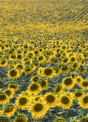 Image showing Sunflower field