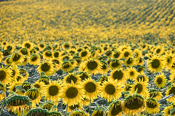 Image showing Sunflower field