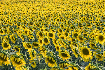 Image showing Sunflower field