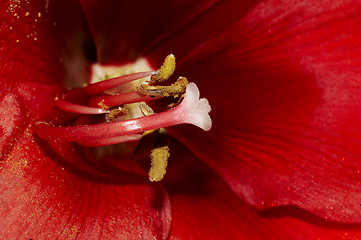 Image showing the heart of an amaryllis