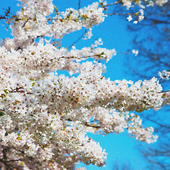 Image showing in london   park the white tree and blossom flowers natural