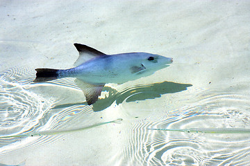 Image showing little fish   isla contoy         in   day  wave