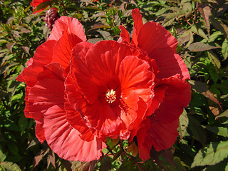 Image showing Hibiscus flower