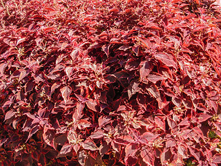 Image showing red leaves