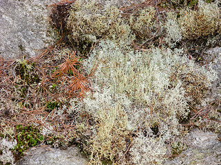 Image showing lichen