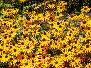 Image showing orange coneflower