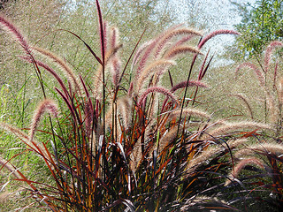 Image showing Pennisetum setaceum