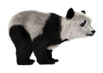 Image showing Panda Bear Cub