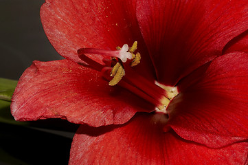 Image showing amaryllis