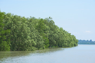 Image showing Mangrove forest in Myanmar