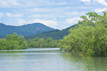 Image showing Mangrove forest in Myanmar