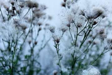 Image showing flowers and seeds of thistle