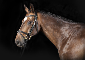 Image showing Hungarian Warmblood