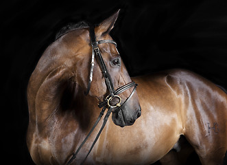 Image showing Hungarian Warmblood brown