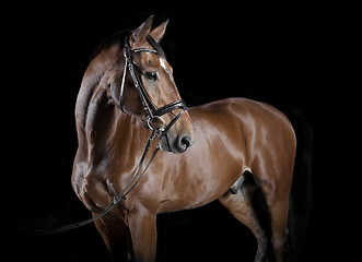 Image showing Hungarian horse Studio