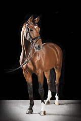 Image showing Hungarian saddle horse