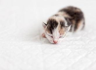 Image showing Sleep a little blind kitten
