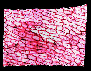 Image showing Onion epidermus micrograph