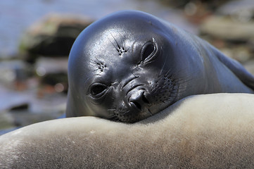 Image showing Elephant Seal nice look