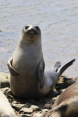 Image showing Baby Elephant Seal 