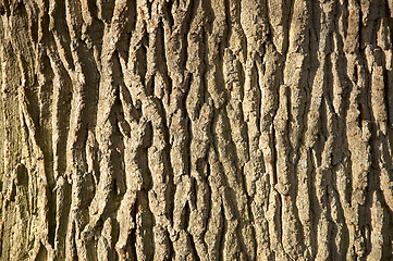 Image showing Tree bark