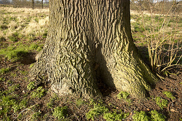 Image showing Oak tree trunk