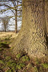 Image showing Oak tree trunk