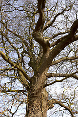 Image showing Winter oak