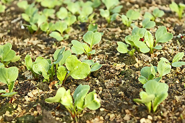 Image showing Lush young plants radish in the soil