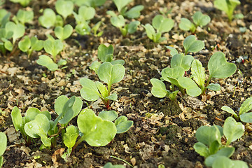 Image showing Sown young radish plants in the soil