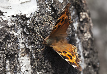 Image showing Vanessa atalanta butterfly 