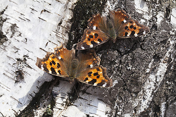 Image showing Vanessa atalanta butterfly 