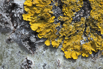 Image showing Lichen on a tree