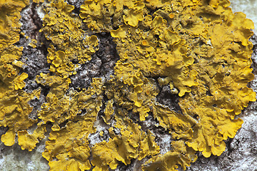 Image showing Lichen on a tree