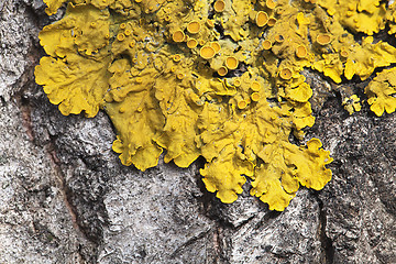 Image showing Lichen on a tree