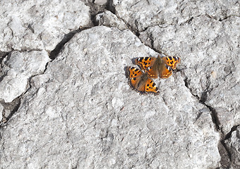 Image showing Vanessa atalanta butterflies 