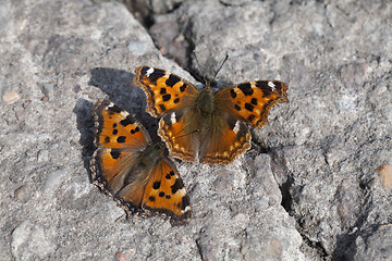 Image showing Vanessa atalanta butterflies 