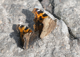 Image showing Vanessa atalanta butterflies 