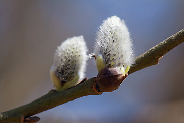 Image showing Pussy-willow