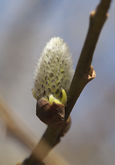 Image showing Pussy-willow