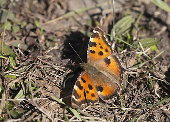 Image showing Vanessa atalanta butterfly 