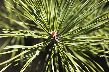 Image showing Pine bud in the spring