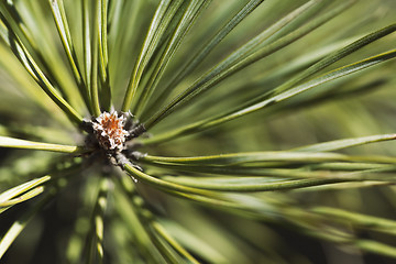 Image showing Pine bud in the spring